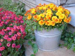 magenta and orange mums in a pail